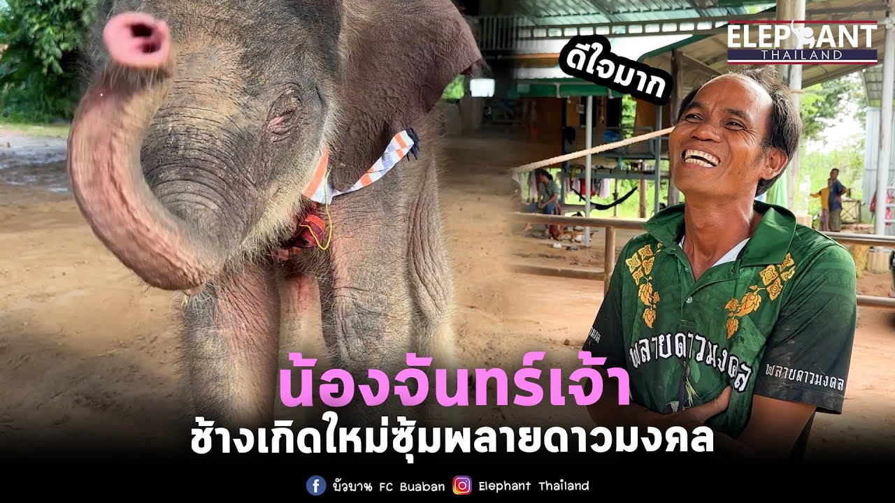 ช้างเกิดใหม่ซุ้มดาวมงคล น้องจันทร์เจ้า😂elephant