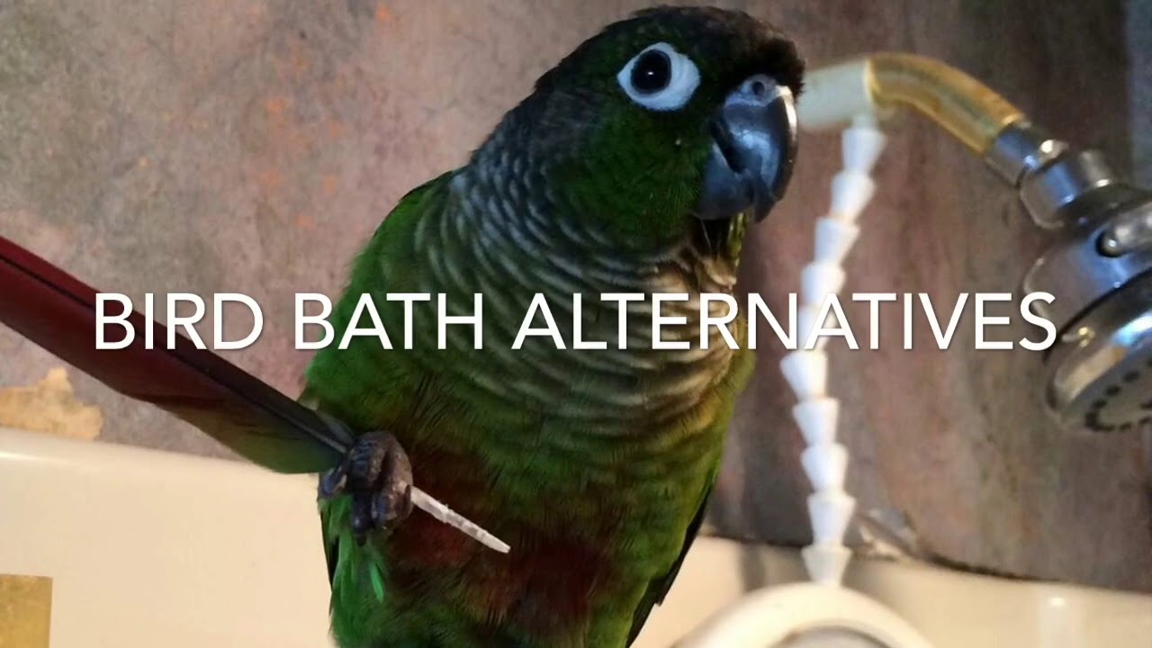 Bird Baths & Beyond - Guide to Green Cheek Conure Behavior: