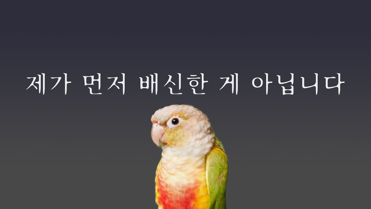 [앵무새키우기] 가장 기본을 이야기 해 드리려고 합니다.. 집사님은 준비되셨나요?