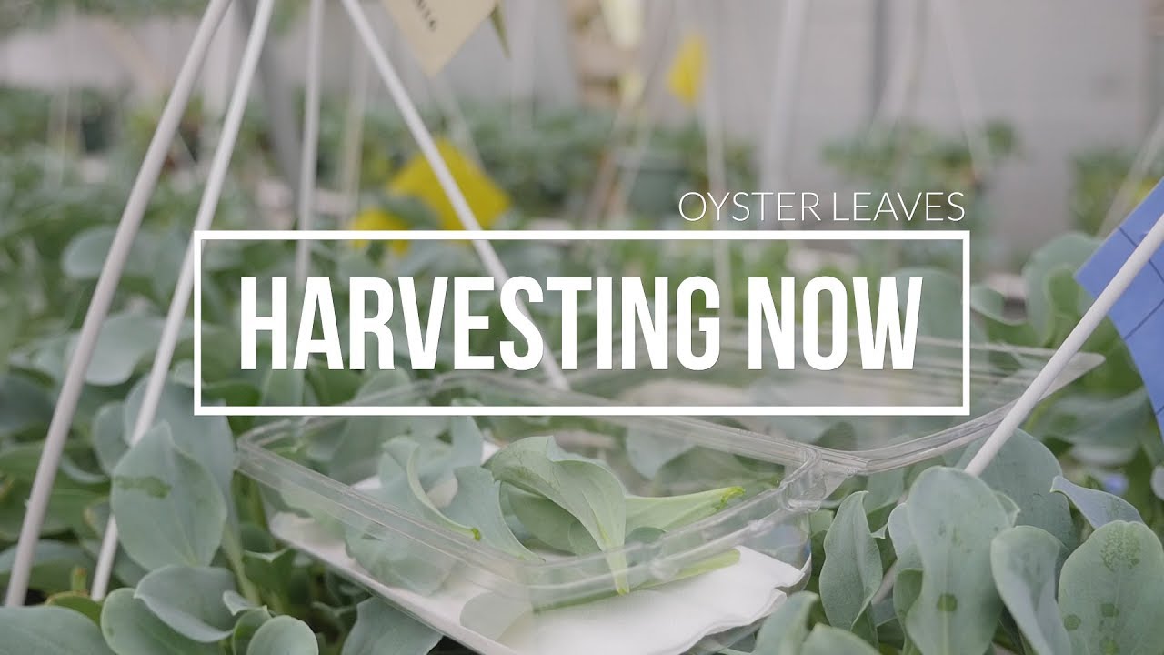 Harvesting Now  | Oyster Leaves