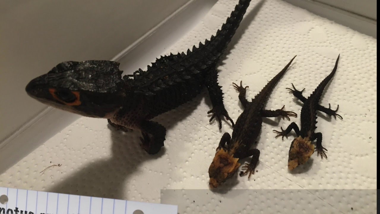 Mysnakes TV Speciel - Red-Eyed Crocodile Skinks hatching ( Tribolonotus gracilis )