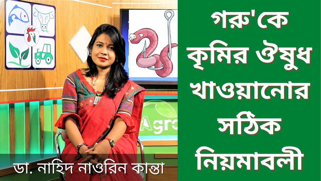 গবাদিপশুর কৃমির ঔষুধ খাওয়ানোর সঠিক নিয়মাবলী - Deworming of cattle ডা. নাহিদ নাওরিন কান্তা #Agroaid