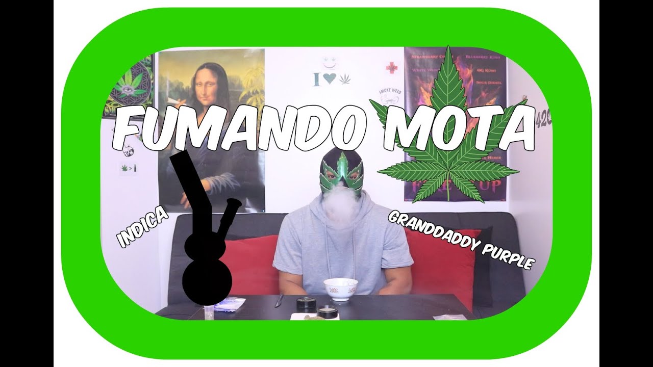 Fumando mota de la buena GRANDDADDY PURPLE