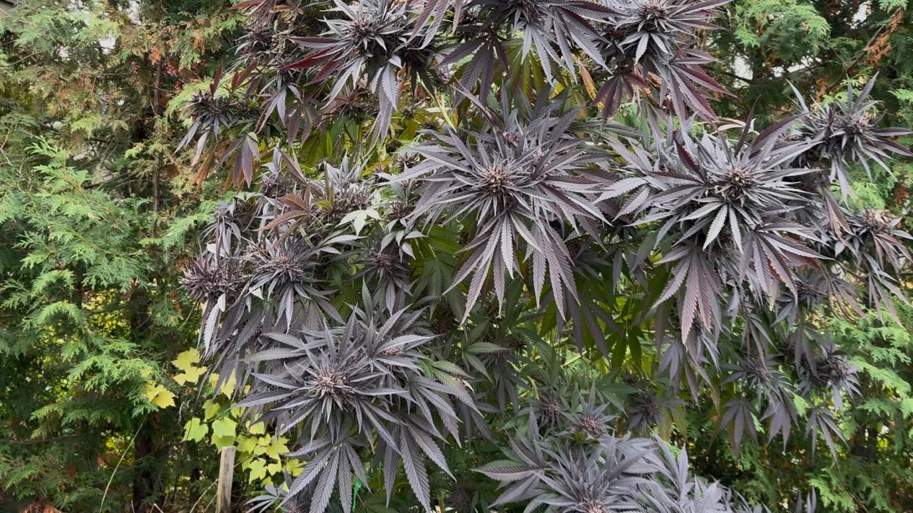 Рубим огромного фиолетового OG Kush.