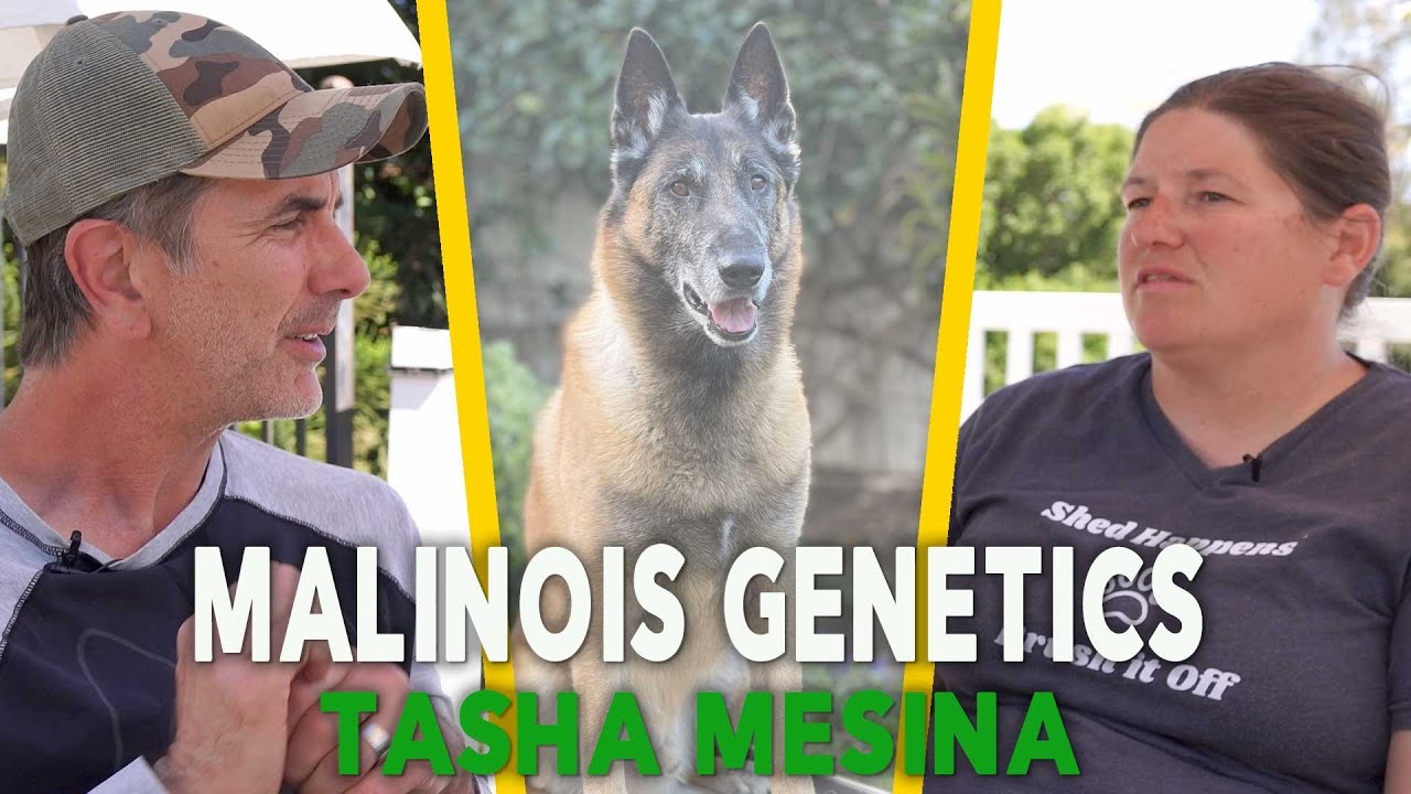 Belgian Malinois Genetics - Health, Looks, Drives With Tasha Mesina EP 97