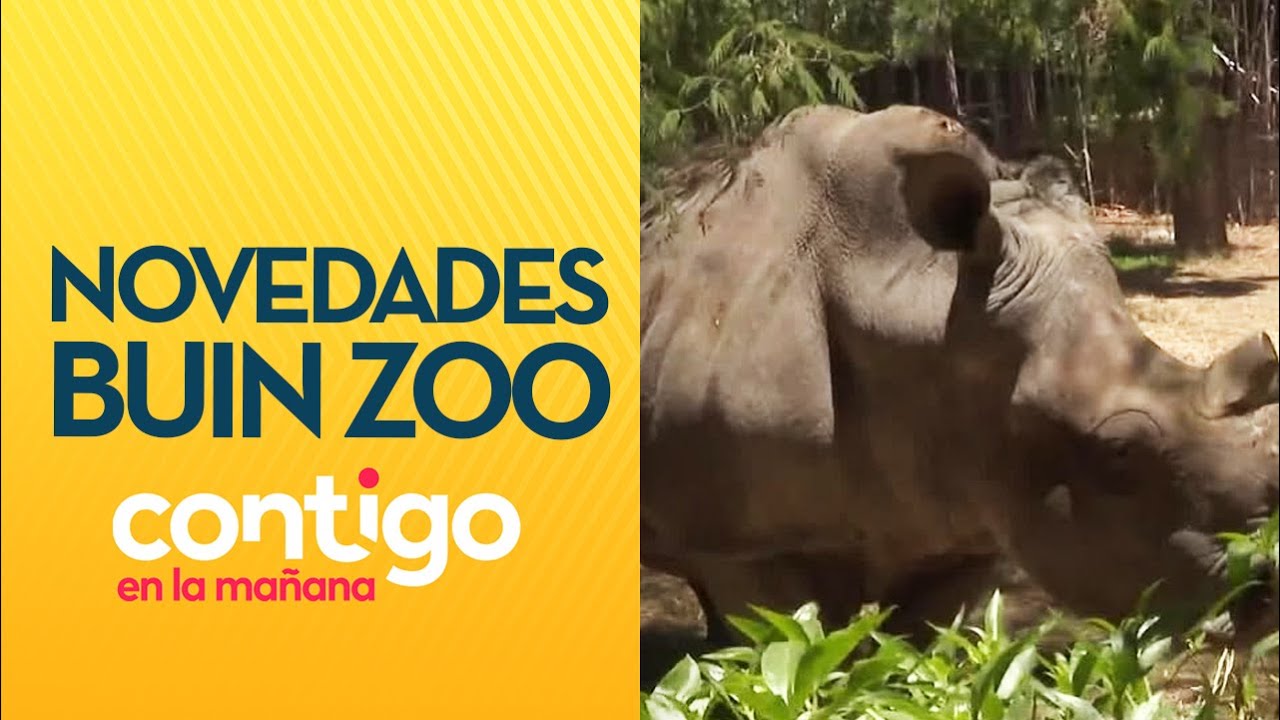 ¡PANORAMA DE VERANO! Recorremos el Buin Zoo y sus novedades para la familia - Contigo en la Mañana