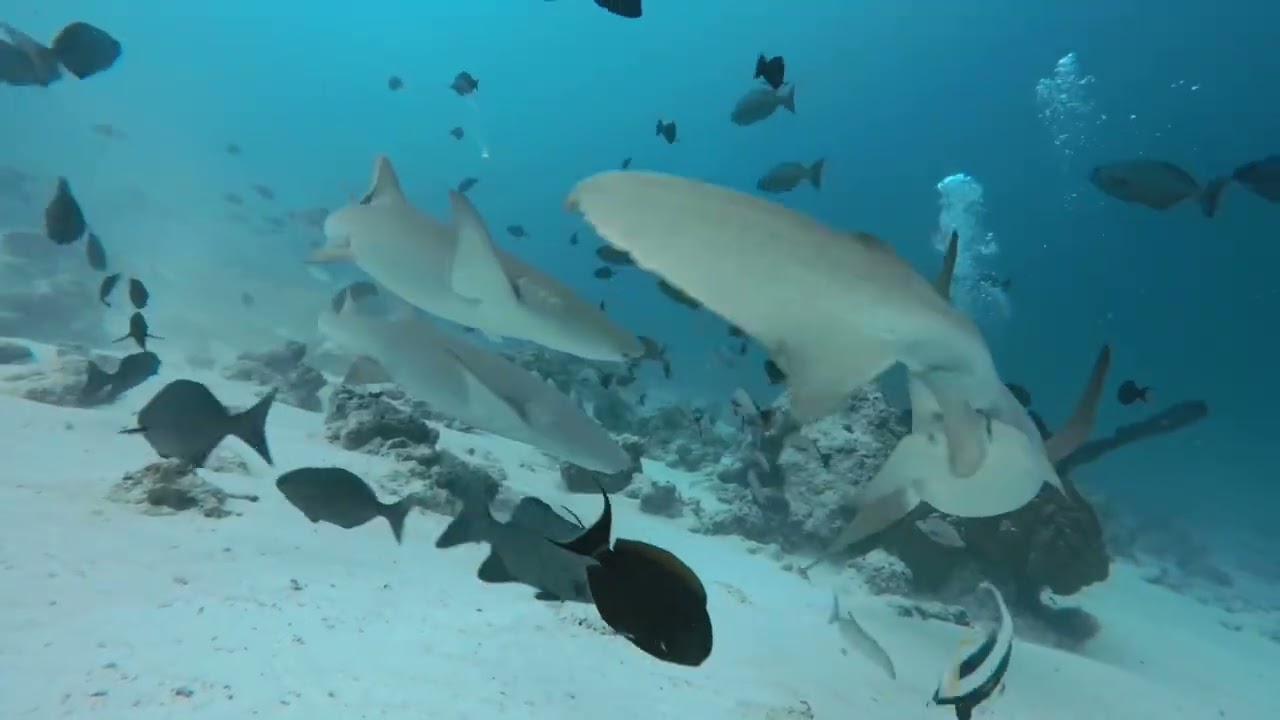 29 nov 2025. Buceo en Alimathaa con tiburones nodriza, Maldivas. 