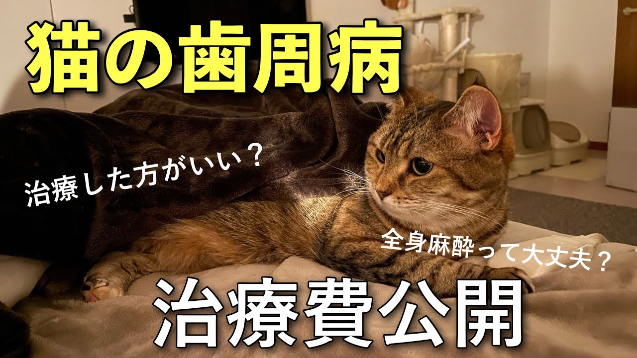 猫の歯の治療をしたので経過とかかった費用を公開します