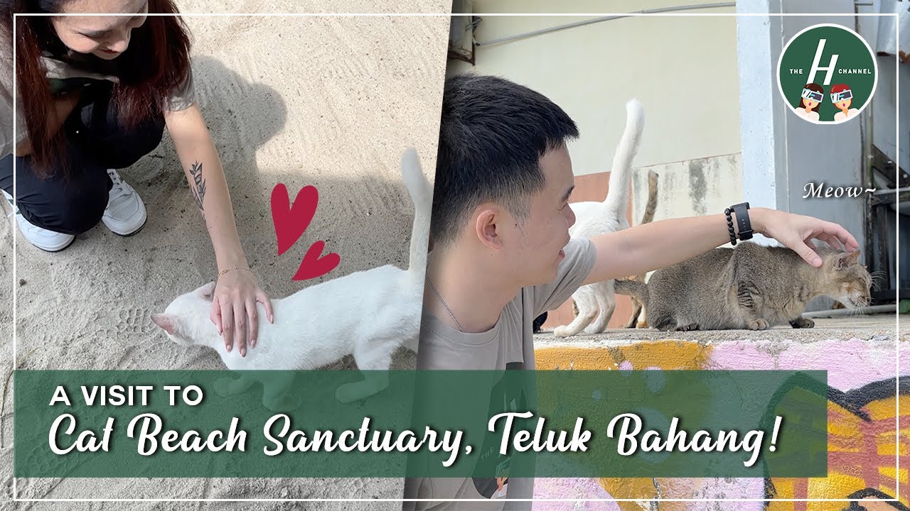 A Visit To Cat Beach Sanctuary, Teluk Bahang! | The H Channel