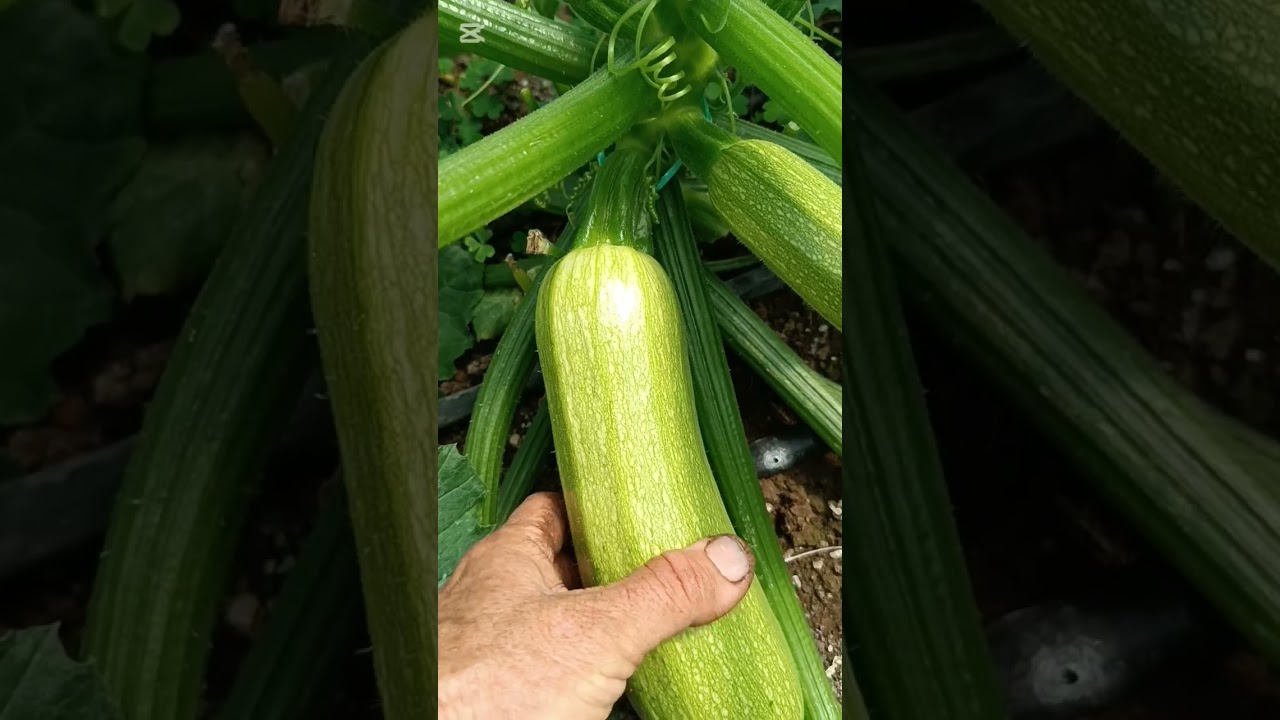 Kabakta kırma (hızlı büyümeyi durdurma) nasıl yapılır?