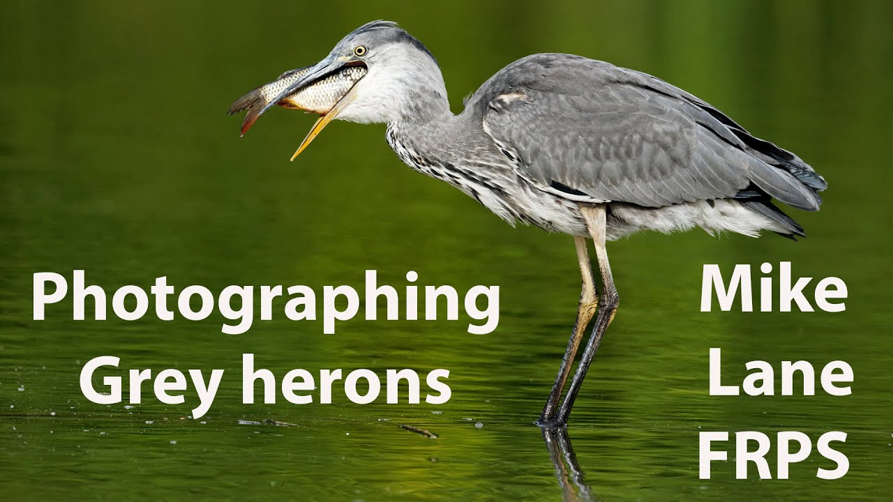 How to Photograph Grey herons