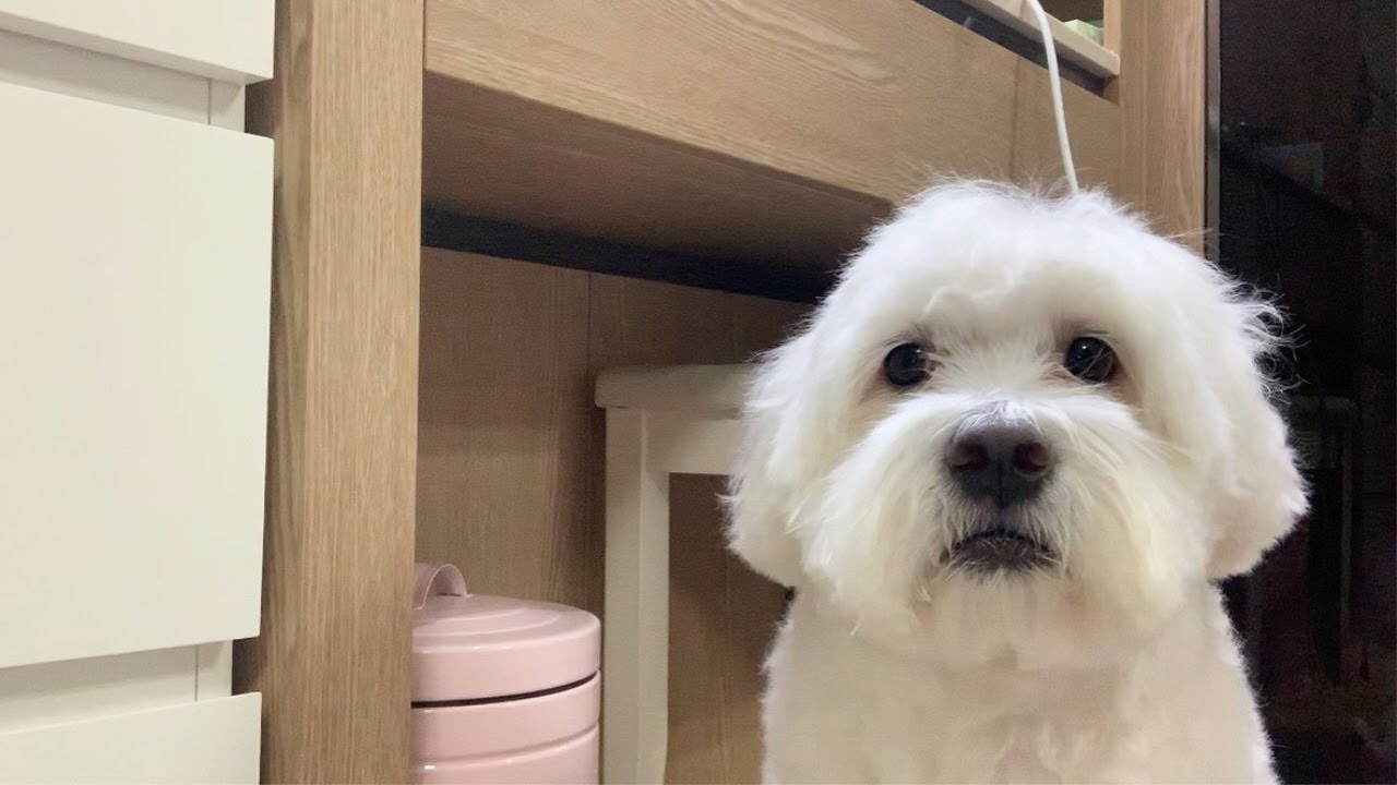 왕티즈 목욕해써용~!~~!!~!~!~!~!~!!!