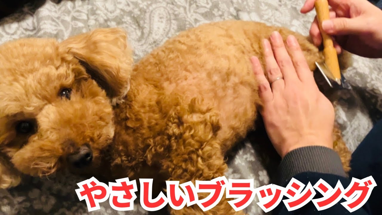 【トイプー6歳】おうちでできるブラッシング