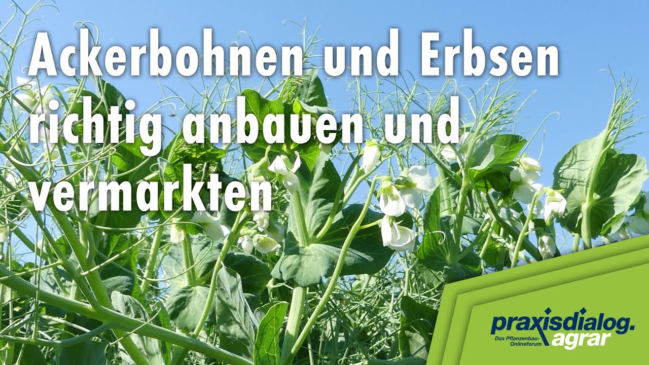 praxisdialog.agrar 2023: #02 | Ackerbohnen und Erbsen richtig anbauen und vermarkten