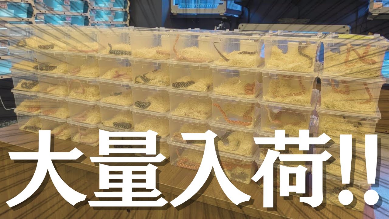 【速報】ついにあのヘビが大量に入荷しました!!