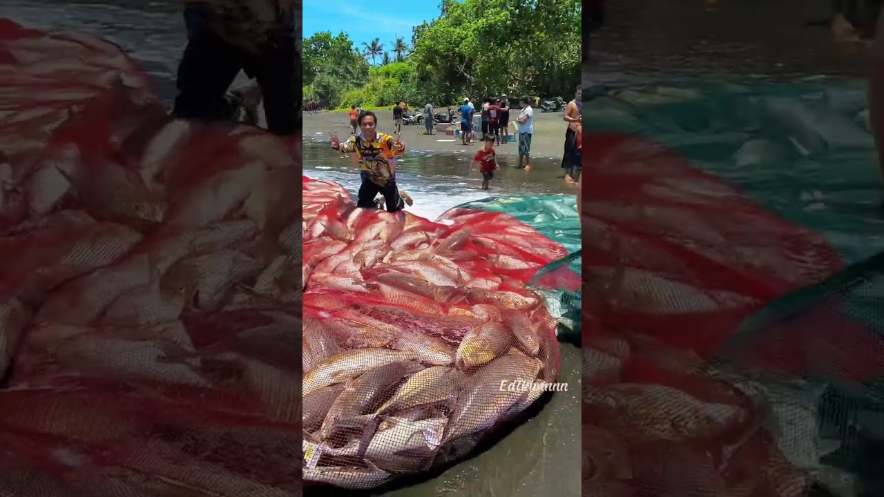 part 2, Babon Ikan GT di Jaring Kapten Wahyu #fyp #ikanlaut #nelayantv #pantai #pelaut