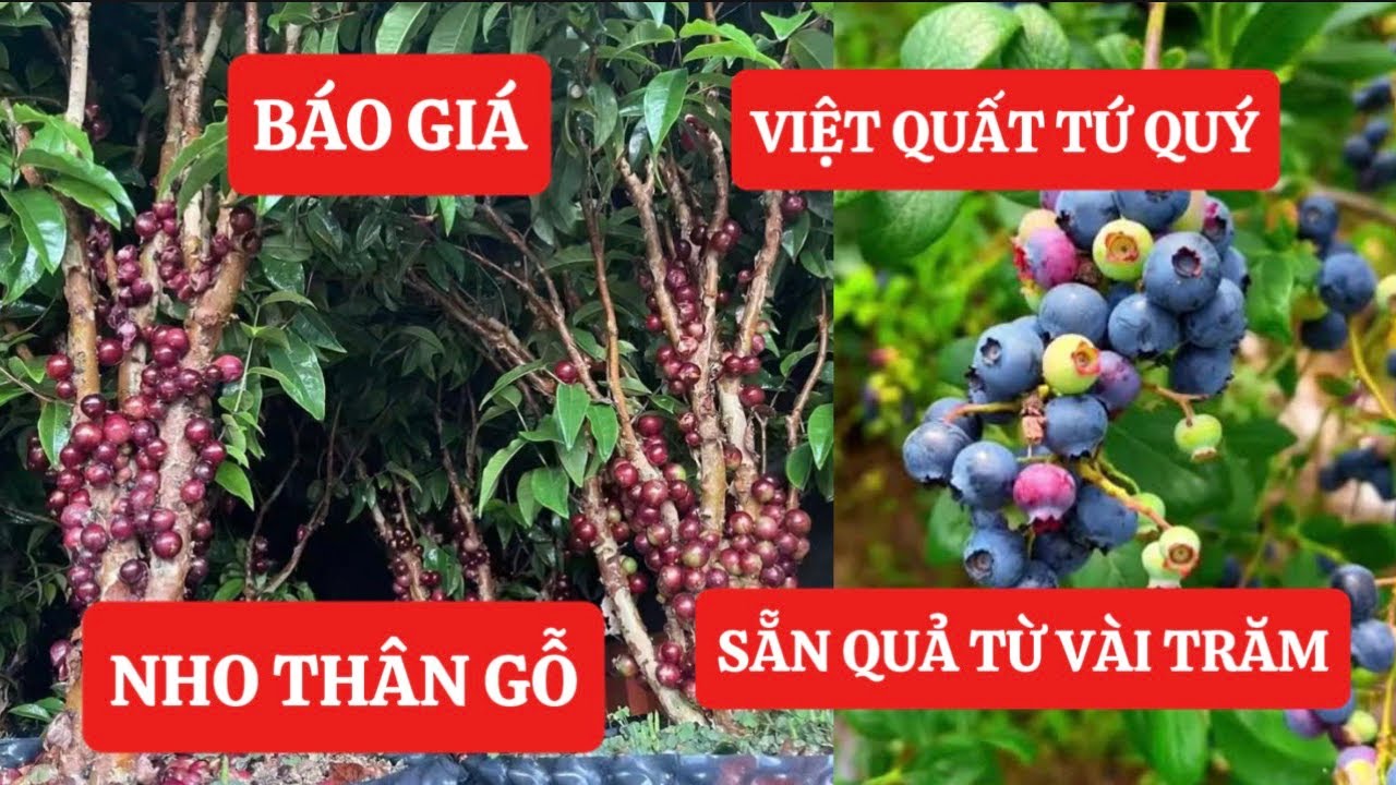 24/12 BÁO GIÁ Nho Thân Gỗ, Việt Quất TỨ QUÝ [SẴN QUẢ] Giá chỉ từ VÀI TRĂM ☎️092.391.2111