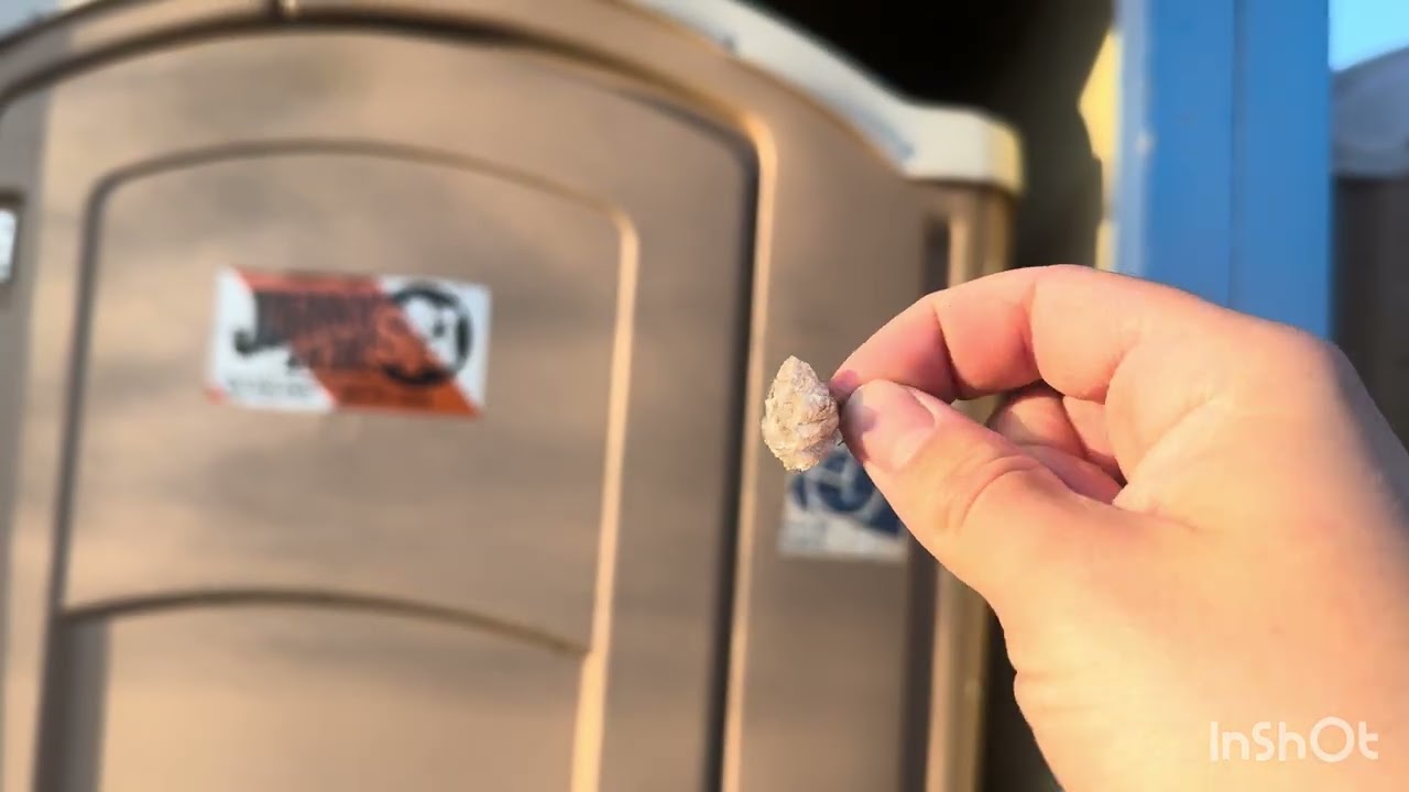 Paper Wasp Nest Removal
