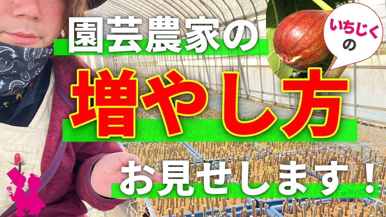 【イチジクを挿し木で増やす】園芸農家が穂木づくりの実演&解説