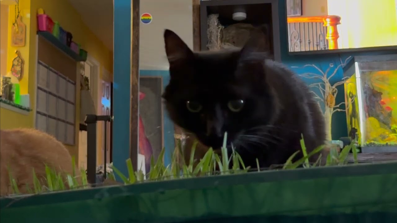 Rescue Kitties Graze On Cat Grass, Cats Enjoy Home Grown Edible Plants, Void Kitty Noms Tasty Catnip