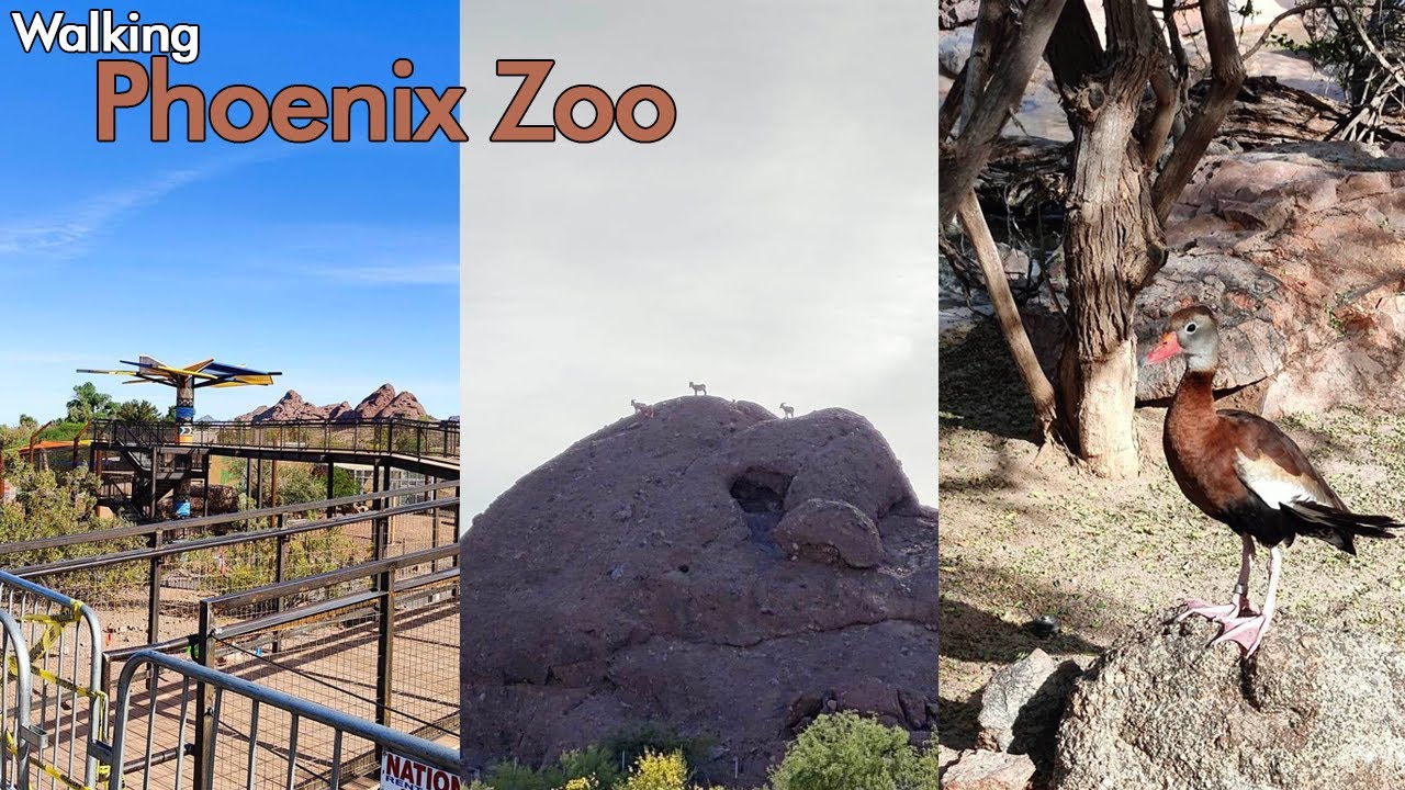 Phoenix Zoo April 2023 Update - Predator Passage