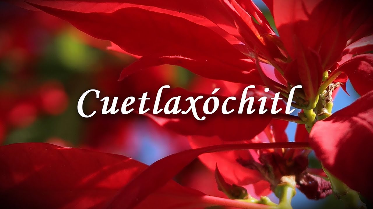 Cuetlaxóchitl. The pre-Hispanic ritual flower that became a universal symbol of Christmas.