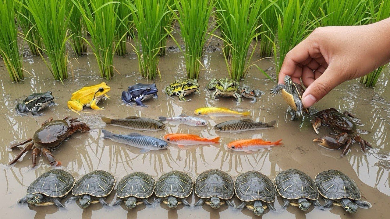 Amazing Wildlife Rescue! Catch & Release Turtles, Frogs, Fish & Crabs
