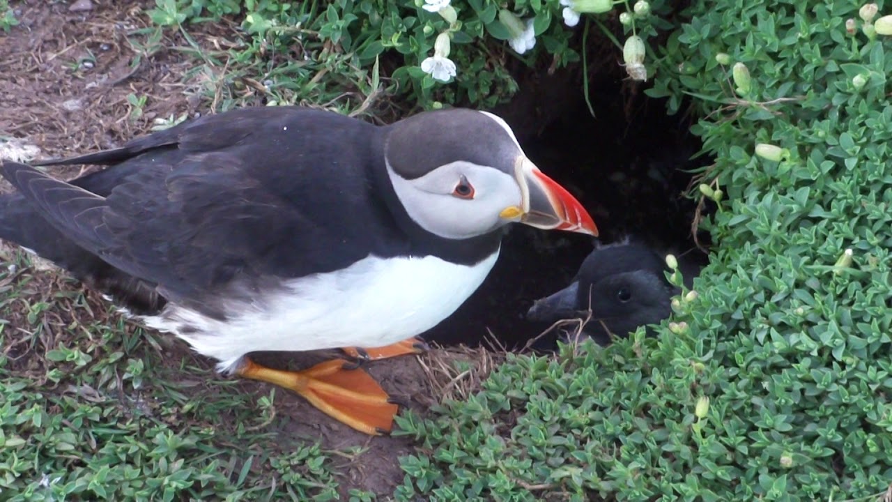 Puffin and Puffling on Skokholm Island, West Wales