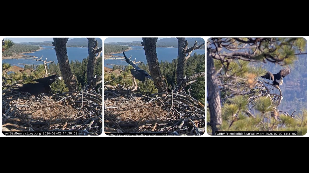 Ravens visit the nest, Jackie and Shadow's new beginning 02.02.2026
