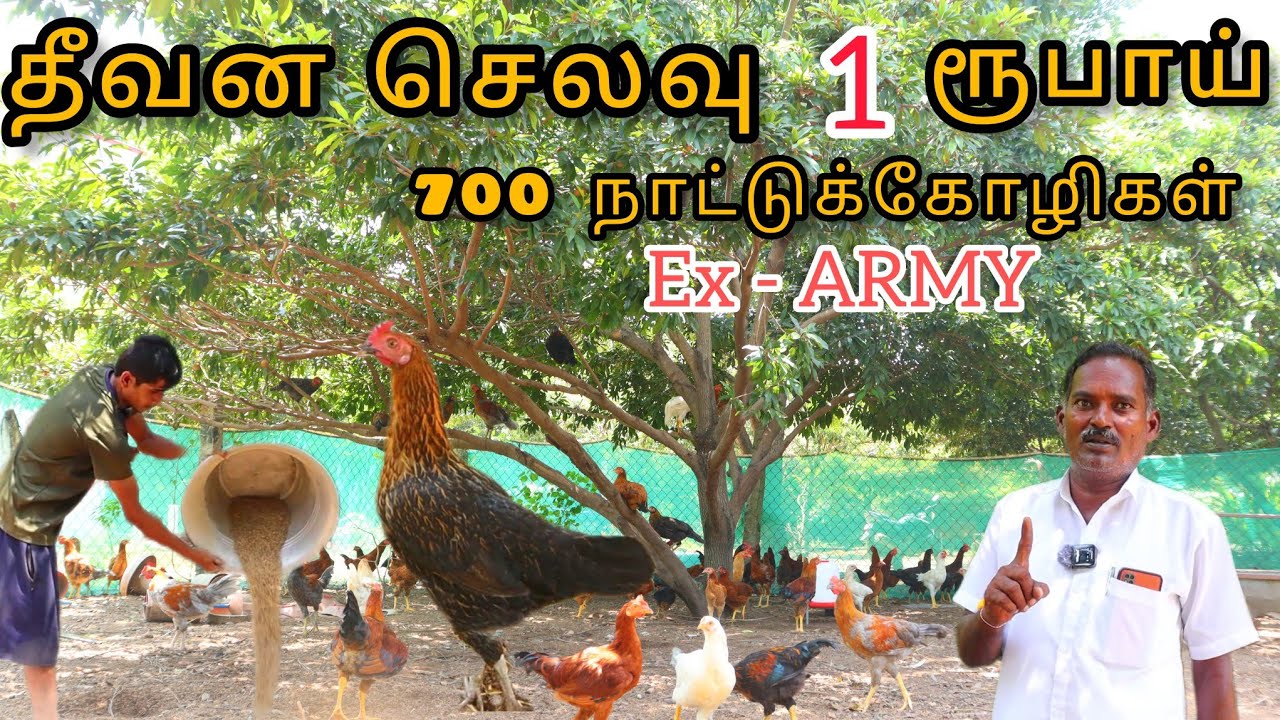 🐓🐣1 கோழிக்கு 1 ரூபாய் தீவன செலவில் 700 நாட்டுக்கோழி வளர்க்கும் முன்னாள் ராணுவ அதிகாரி  #pannaiveedu