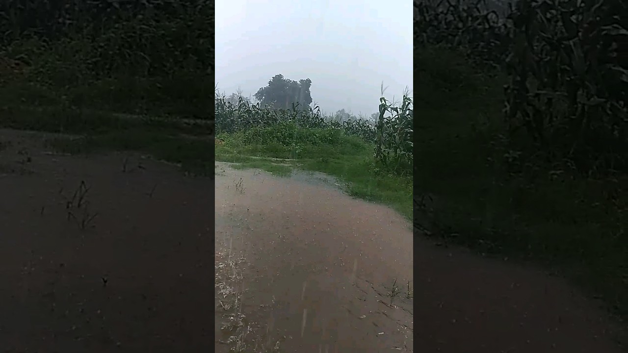 weather alert today #weather #mosam #mp #rain