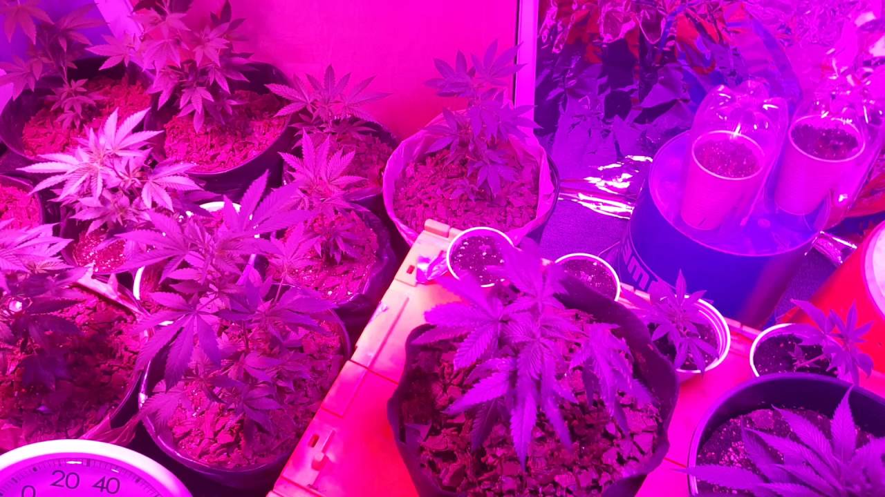 Smurfberry day 1 with  Mk Ultra Kush clones and Super Sour Jack Diesel