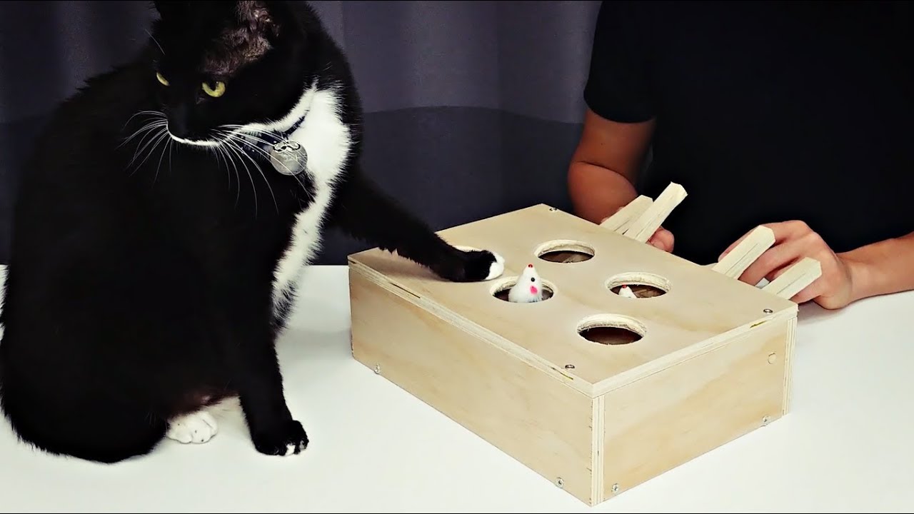 How to Build Whack A Mole Cat Toy