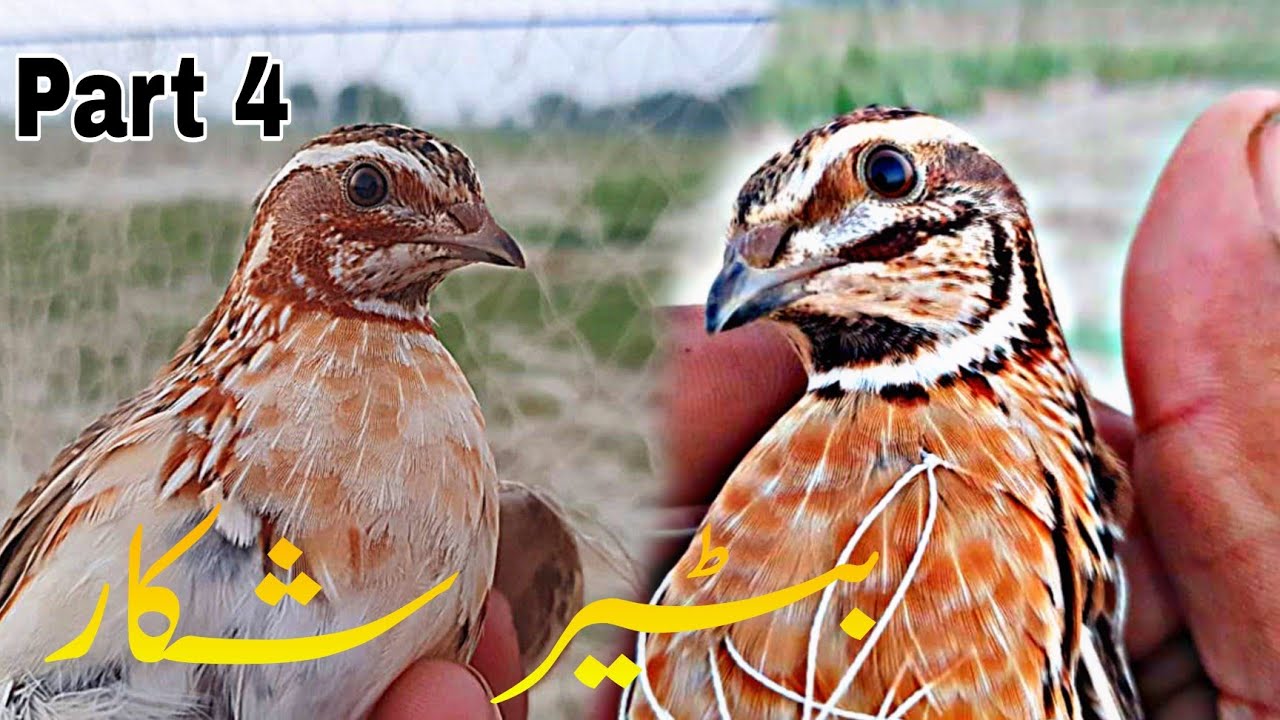 Quails hunting in Pakistan 2022 part 4 Batair Shoq
