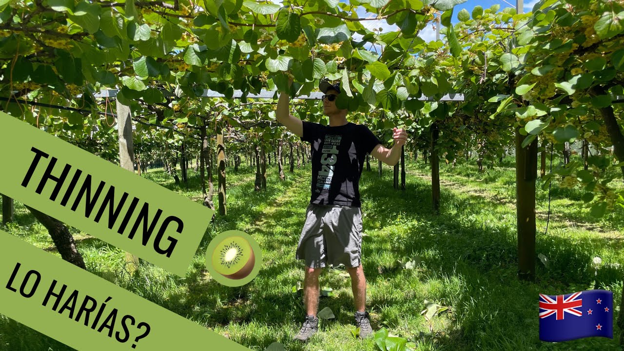 Como es TRABAJAR con en el KIWI en Nueva Zelanda - THINNING