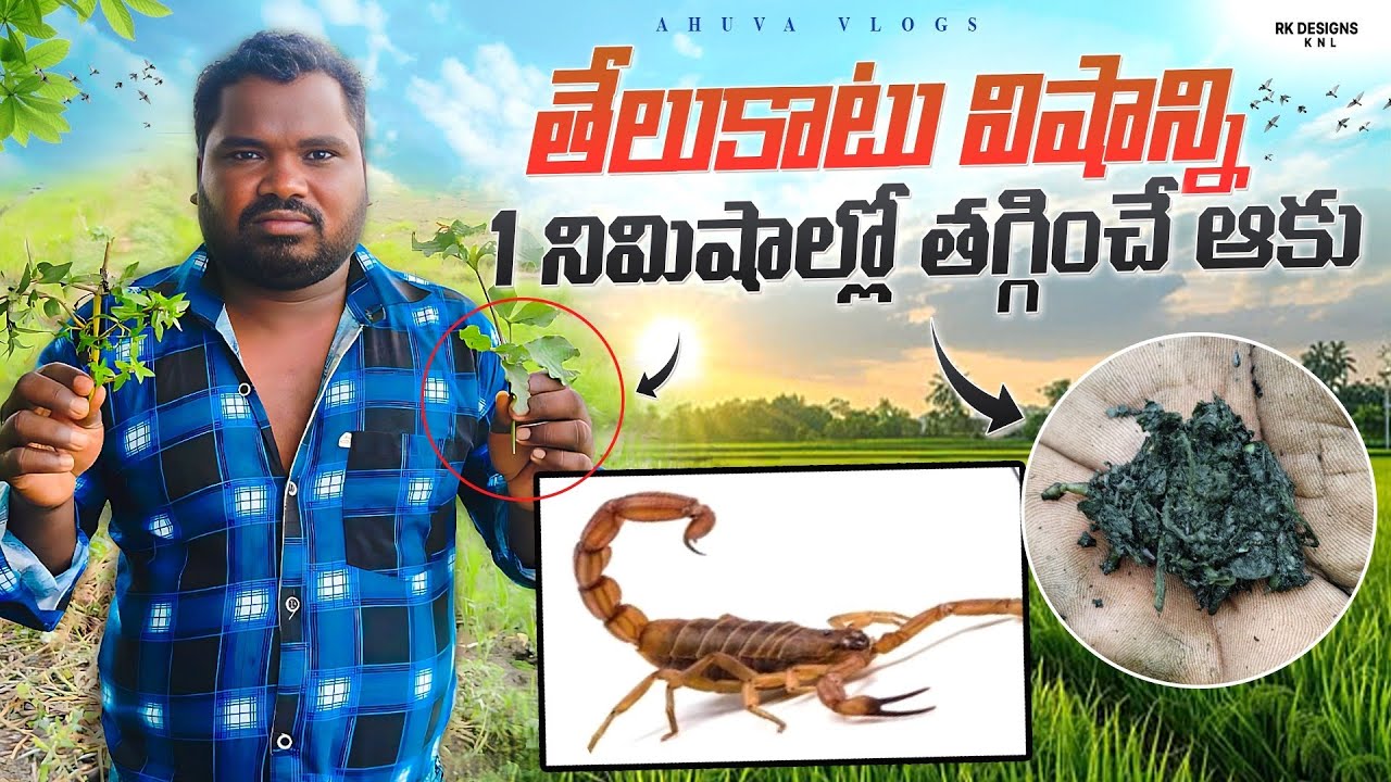తేలుకాటు విషాన్ని1 నిమిషాల్లోతగ్గించేఆకు🦂