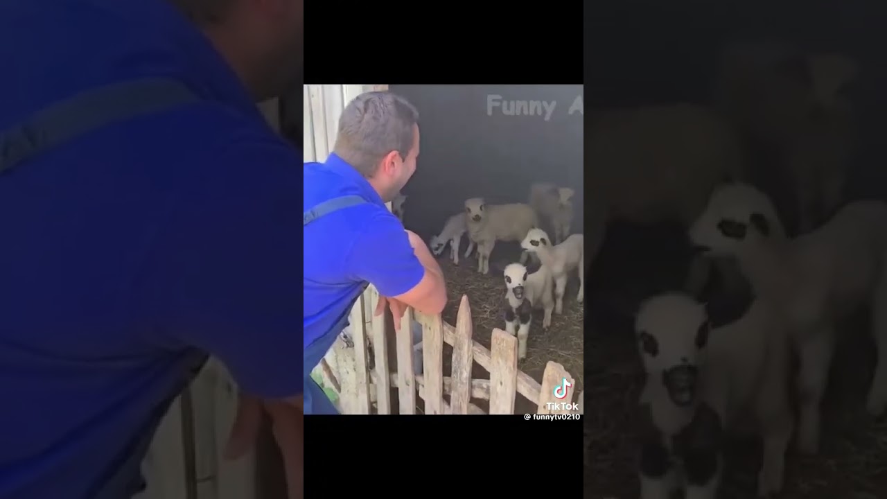 funny cross-section entertaining videos #shortsfunny