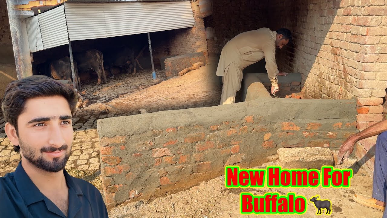 Buffalo Ka New Home Ready Ho Gaya 😍Buffalo House Upgrade | Ufff itani mehangai 😱😱Hamza Sidhu House 