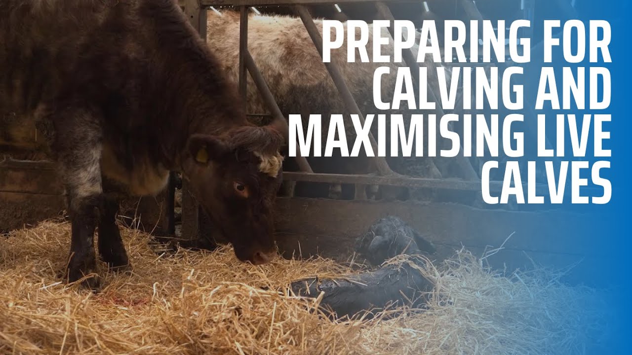 Preparing for Calving and Maximising Live Calves