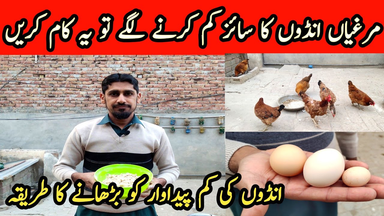 How to increase Hens Eggs Prodution | Murgi K Ande Ka Size Barhany Ka Tarika | MBS Vlogers.