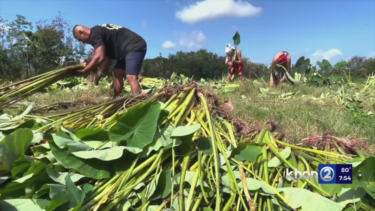 Aloha Authentic - Significance of Kalo in Hawai'i