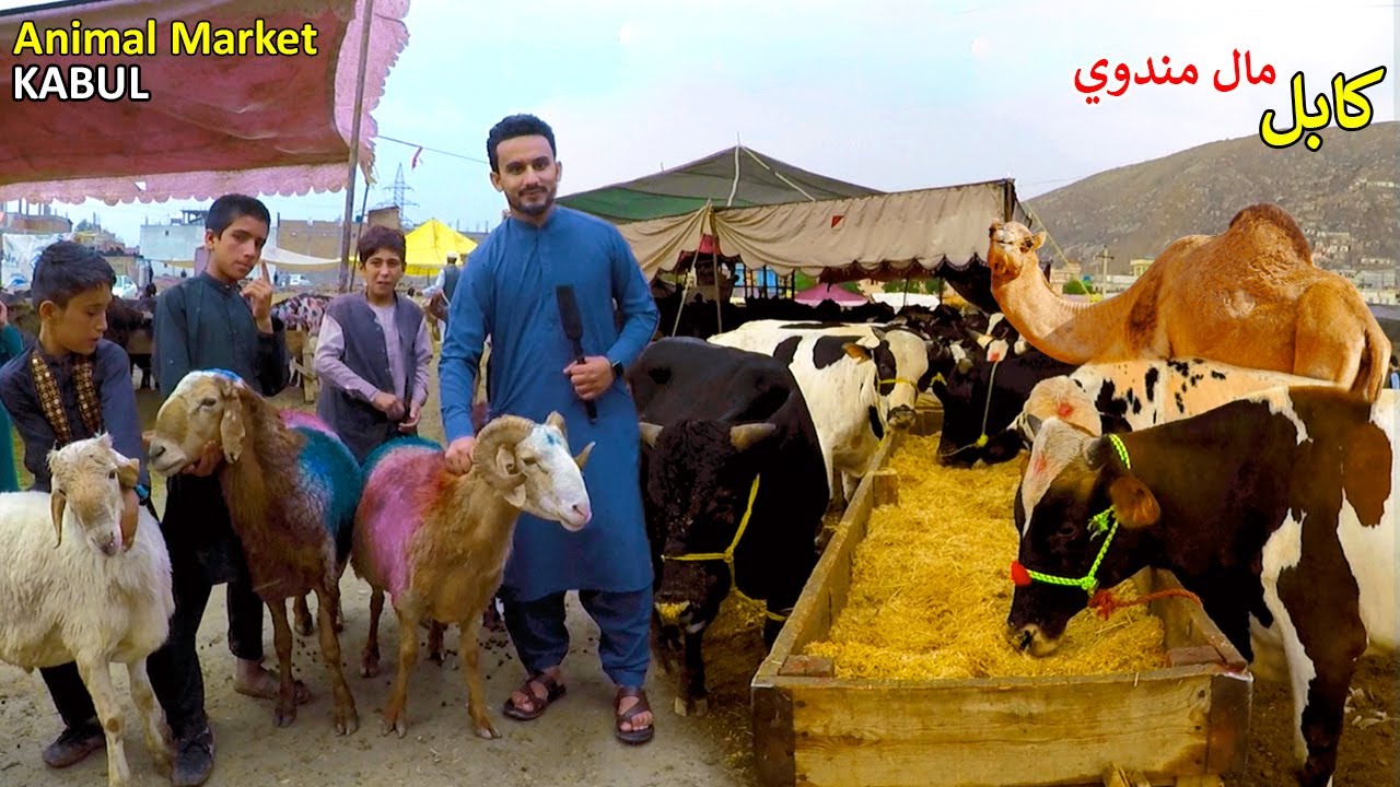 Eid Animal Market | Kabul | د اختر مال بازار