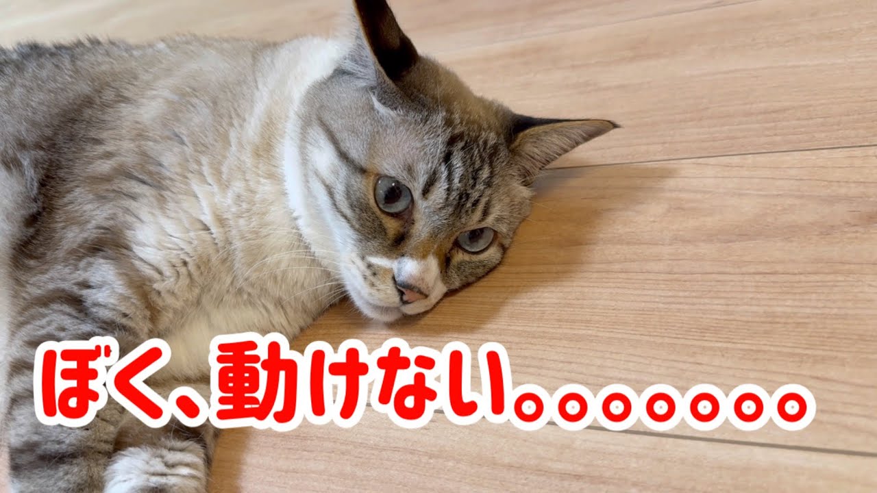 猫が動かなくなった！？冬の猫あるある