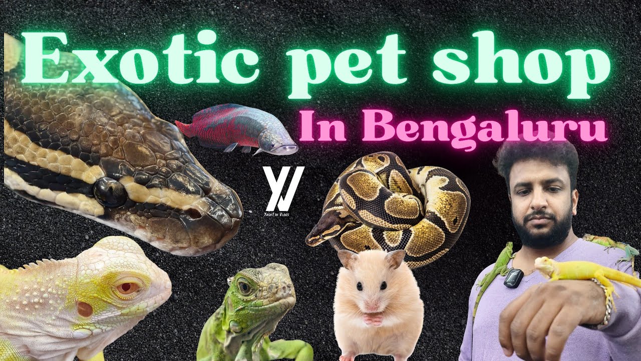 Karnataka Aquarium JP Nagar | Bengaluru’s Most Famous Exotic Pet Store Tour 🐍🦜