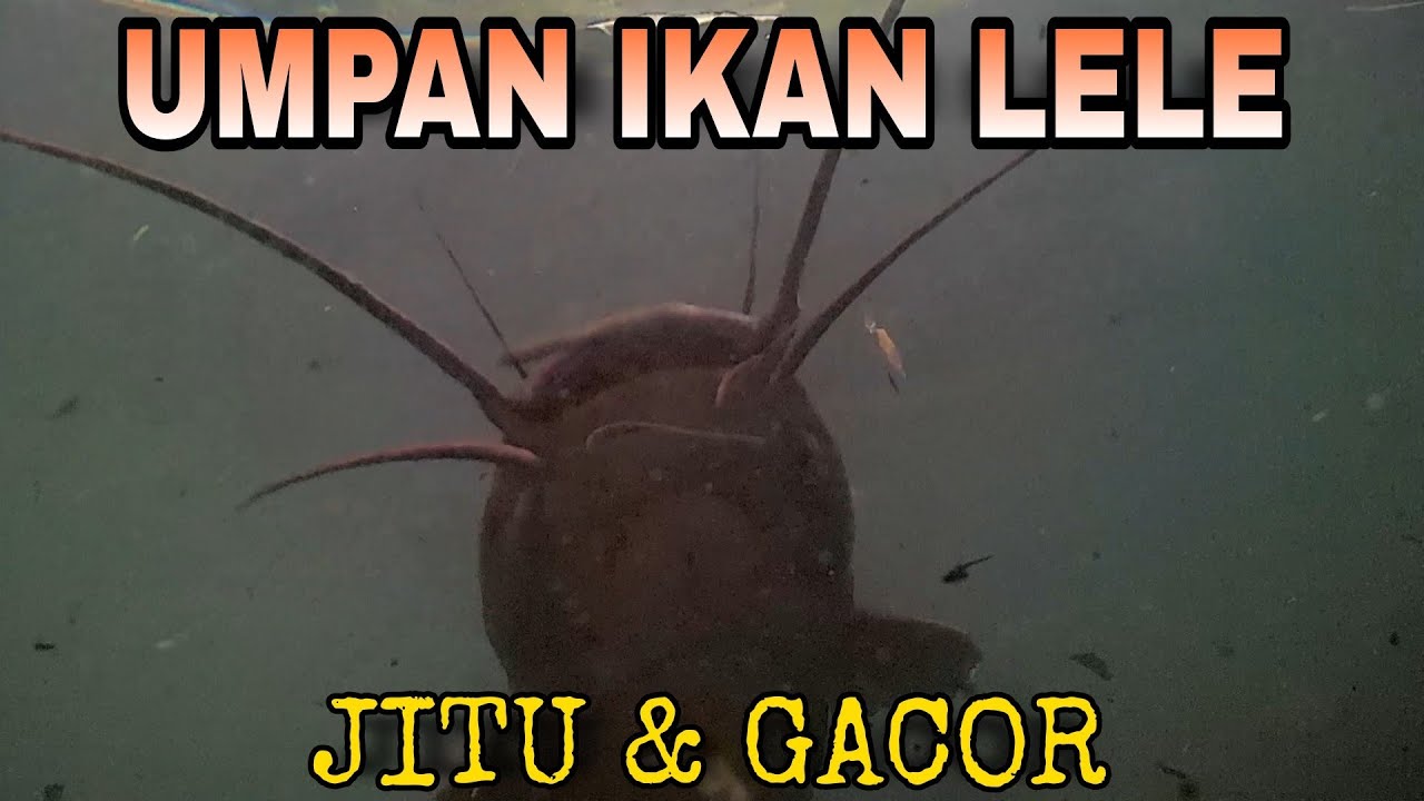 Umpan Lele | 5 Umpan ikan lele Paling Ampuh (No. 5 Paling Favorite)