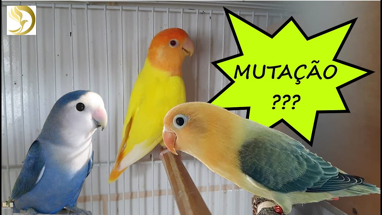 CRIAÇÃO DE PSITACÍDEOS 2 - BASTIDORES (AGAPORNIS ROSEICOLIS)