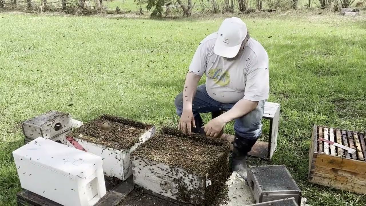 Queen Rearing, Step 1, Starter Colony