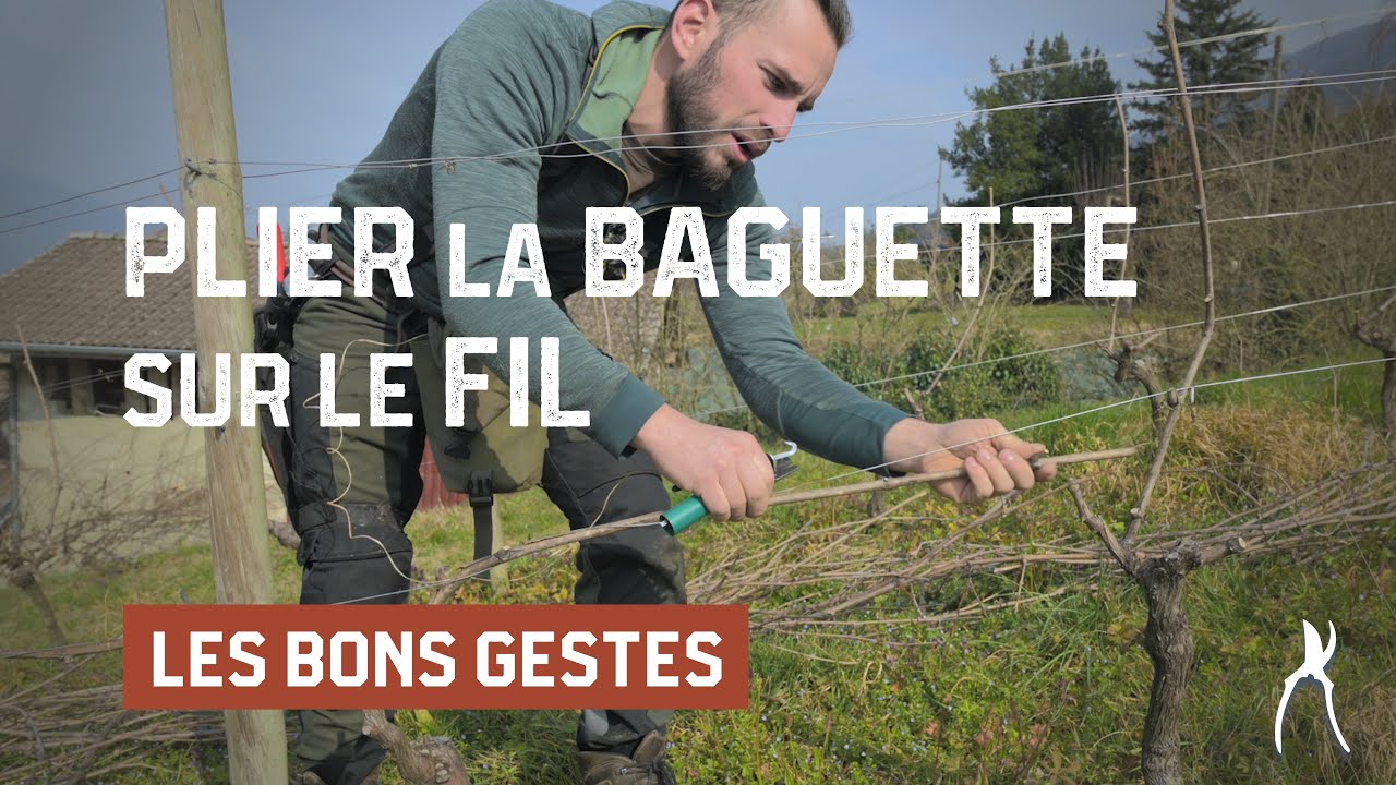 Comment plier la baguette sur le fil sans la casser ? - Taille de la vigne