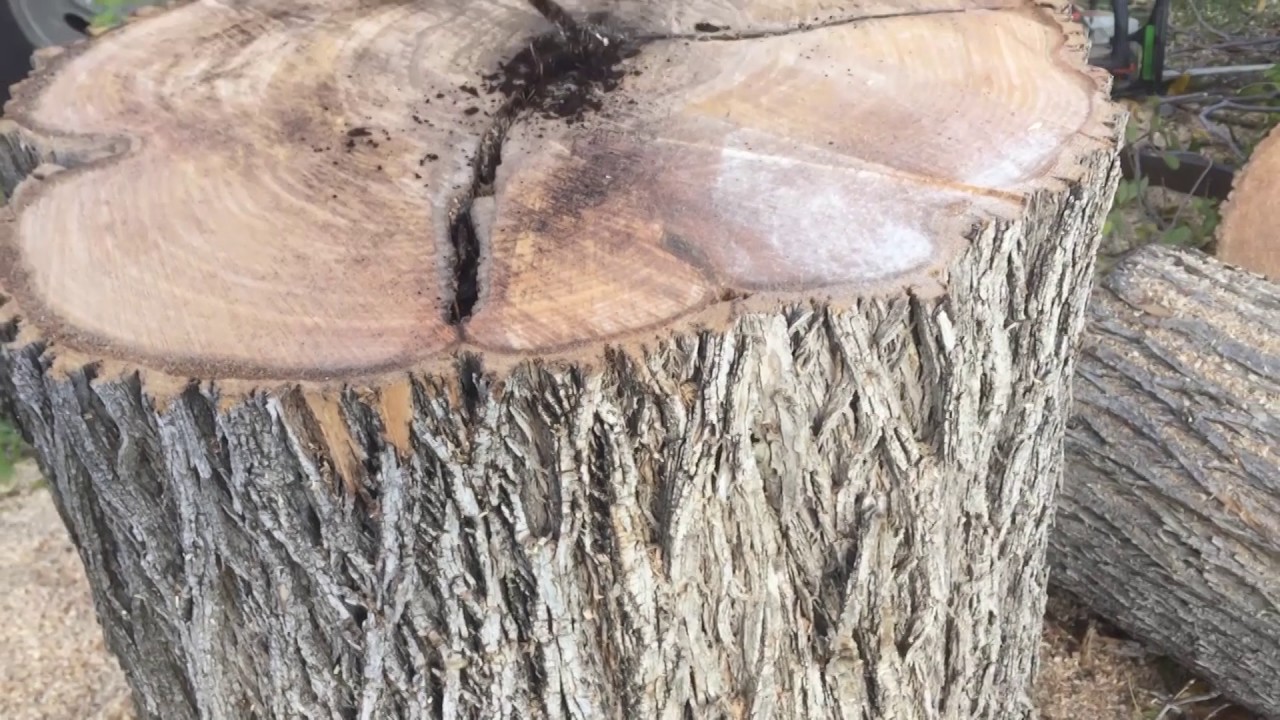 Dissecting a DEFECT (in a tree)