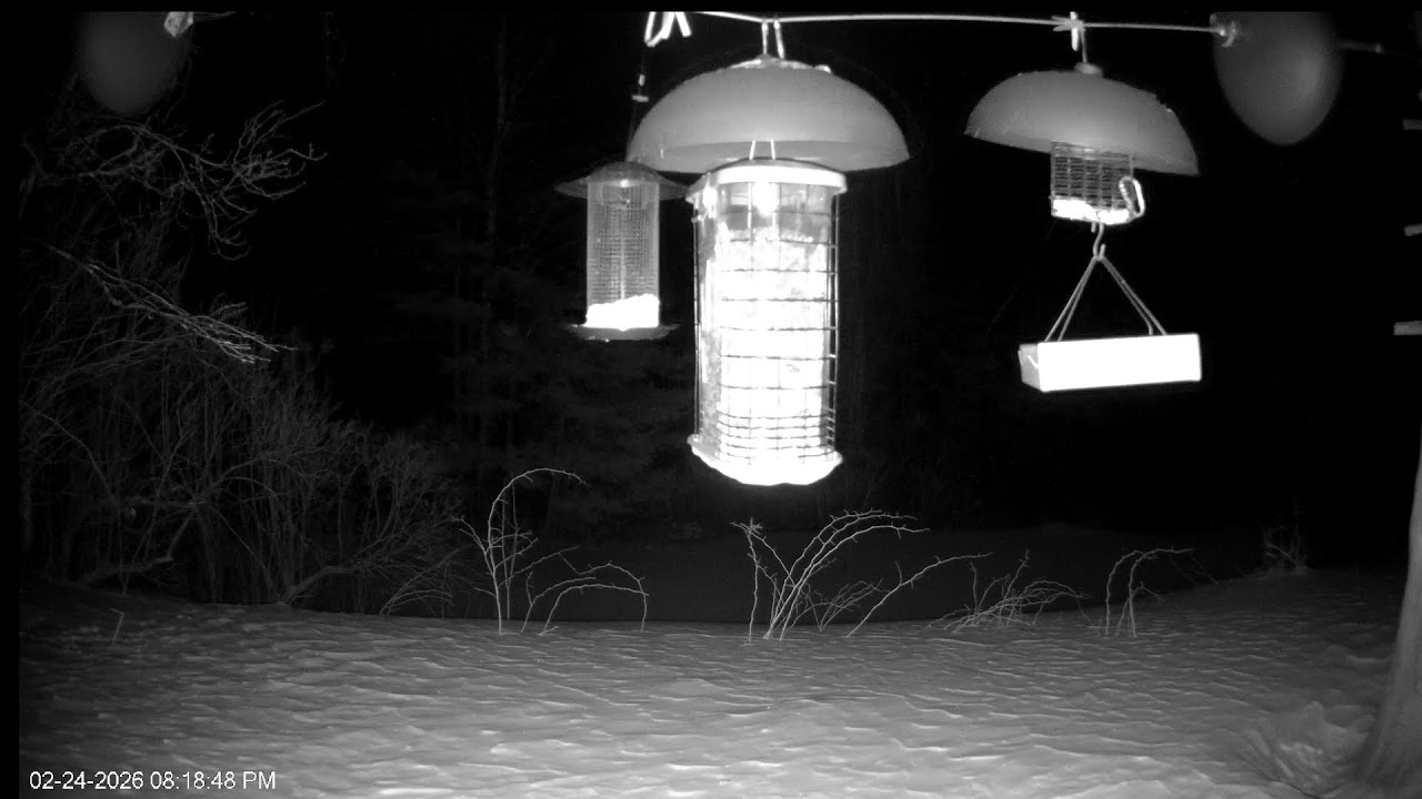 Bird Feeder Cam